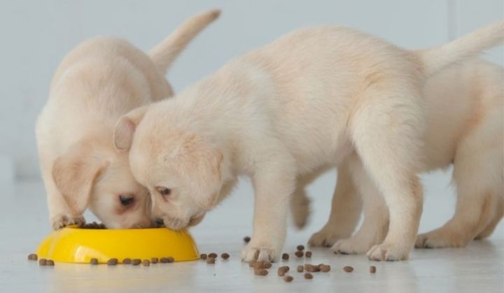 chó con ăn gì