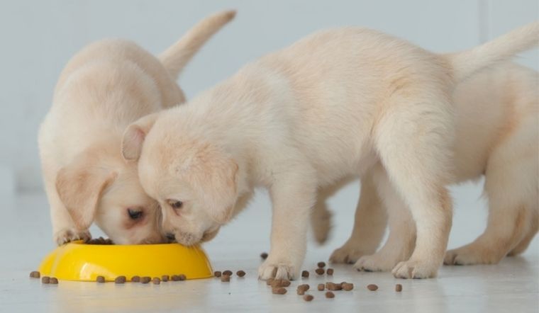 chó con ăn gì