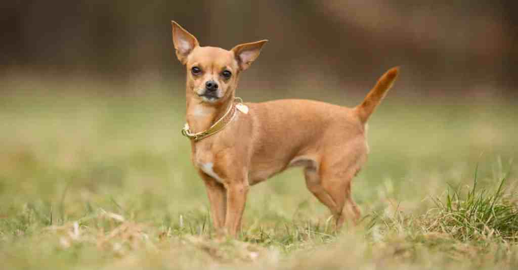 xuất xứ chihuahua