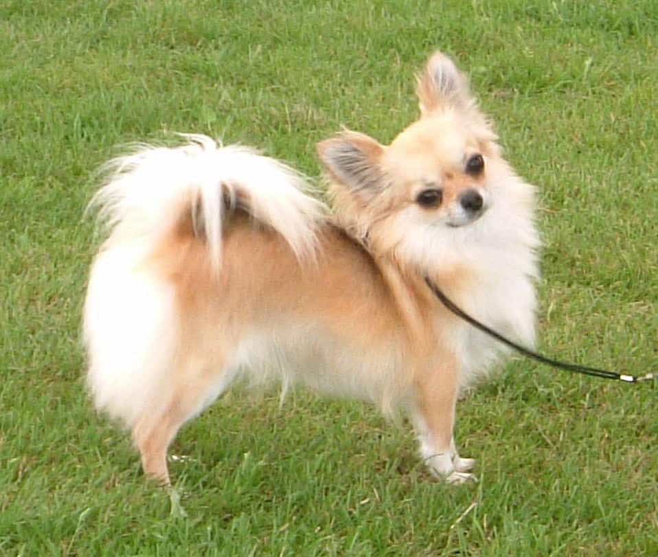 Chihuahua lông dài