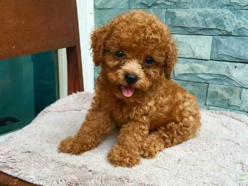 Tiny Poodle
