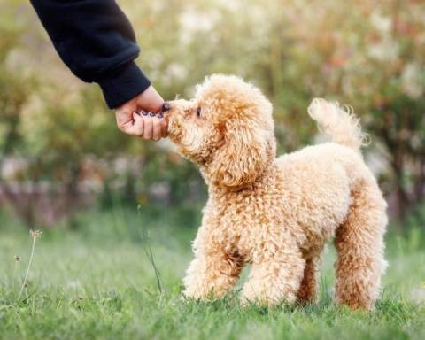 Toy Poodle