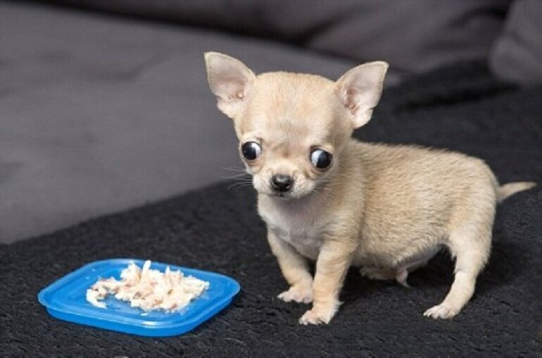 thuc-an-cho-cho-chihuahua