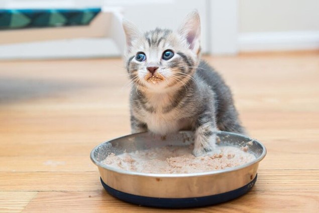 thức ăn cho mèo gần đây 