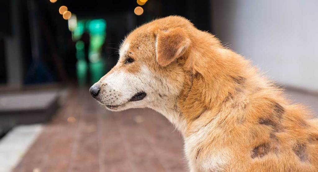 dau-hieu-nhan-biet-cho-bi-viem-da