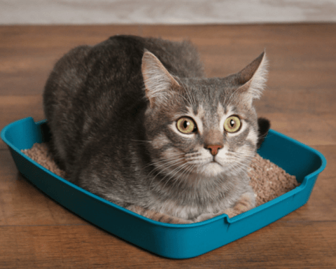 cach-su-dung-cat-meo-dung-cach