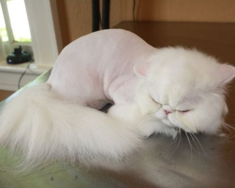 cạo lông mèo
