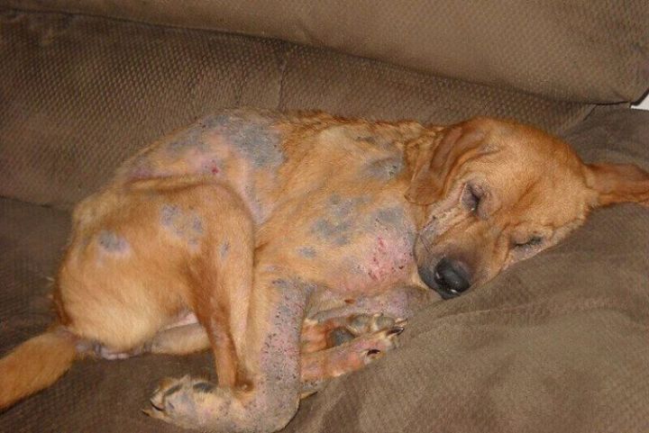 chó bị ghẻ
