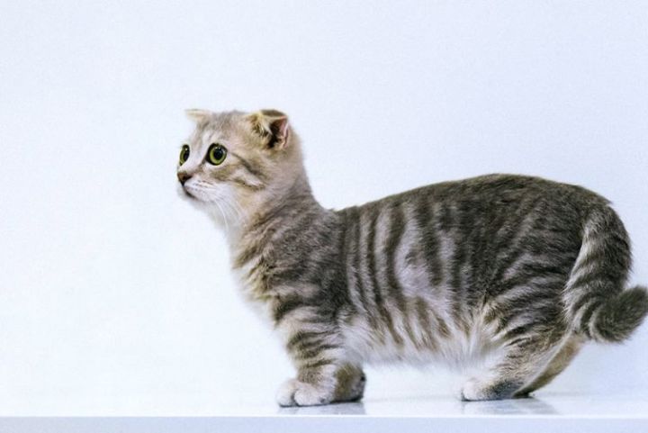 mèo anh chân ngắn