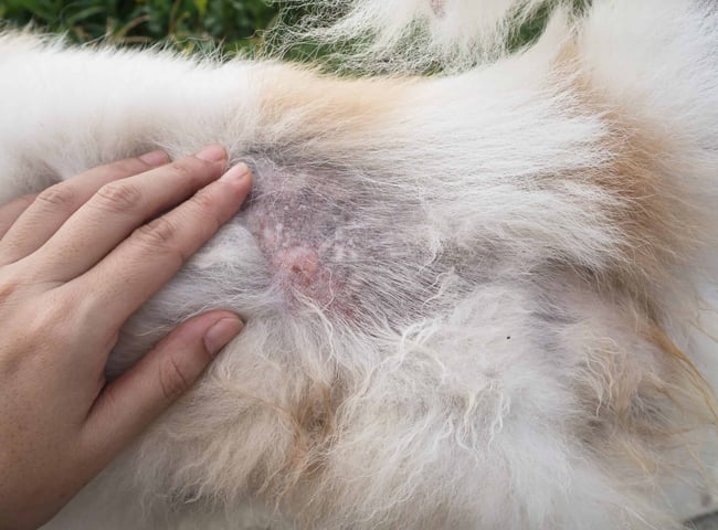 cách trị xà mâu cho chó