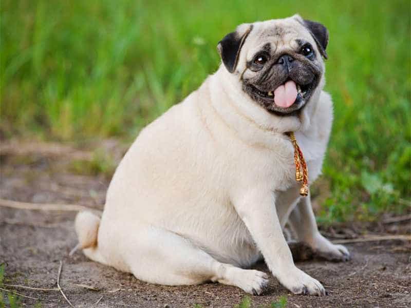 tính cách chó pug mặt xệ
