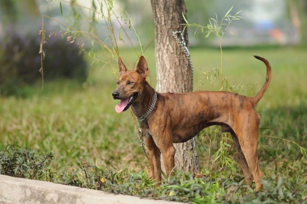 đặc điểm chó Phú Quốc