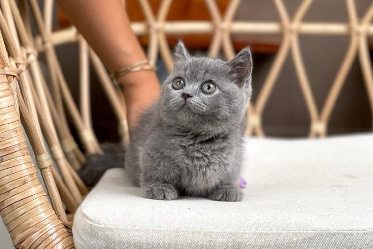 nguồn gốc mèo munchkin