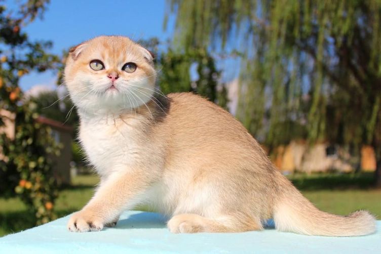 đặc điểm mèo tai cụp