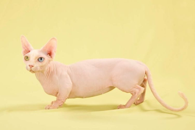 mèo sphynx