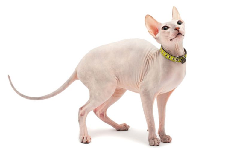 các giống mèo không lông