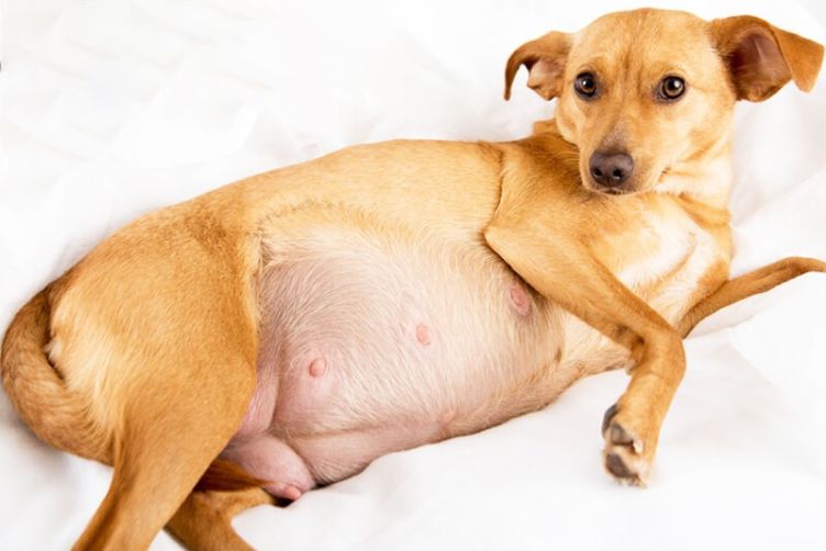 bổ sung canxi cho chó mang thai