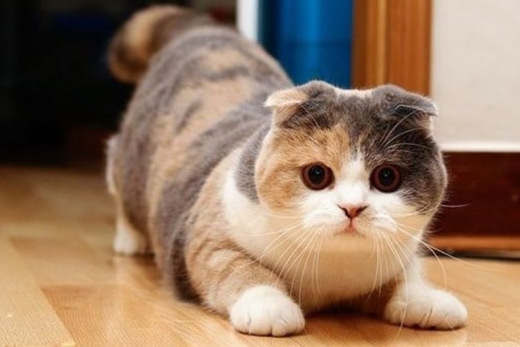 đặc điểm mèo munchkin