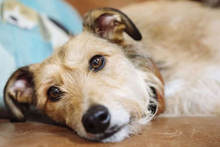 chó bị parvo giai đoạn đầu
