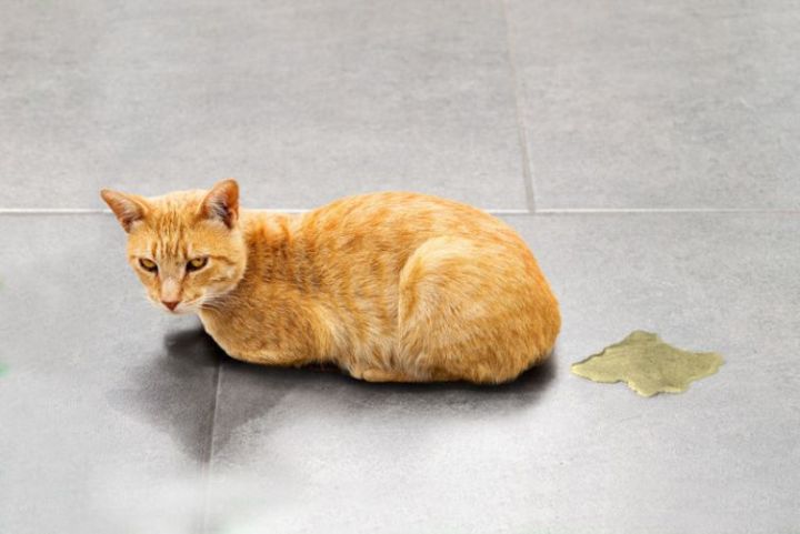 mèo bị tiêu chảy