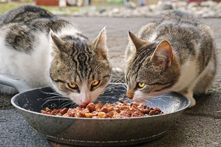 cách chữa mèo bị tiêu chảy