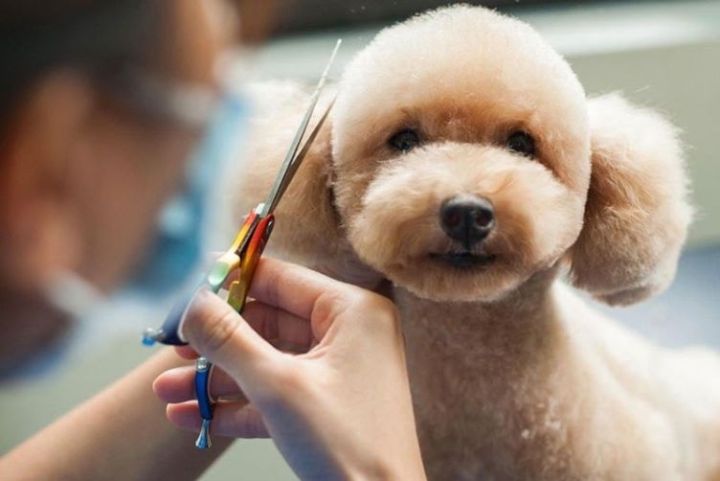 tỉa lông poodle