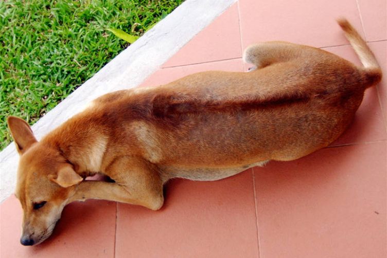 Chó Phú Quốc