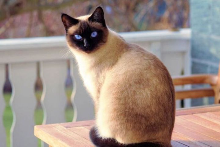 mèo xiêm thuần chủng