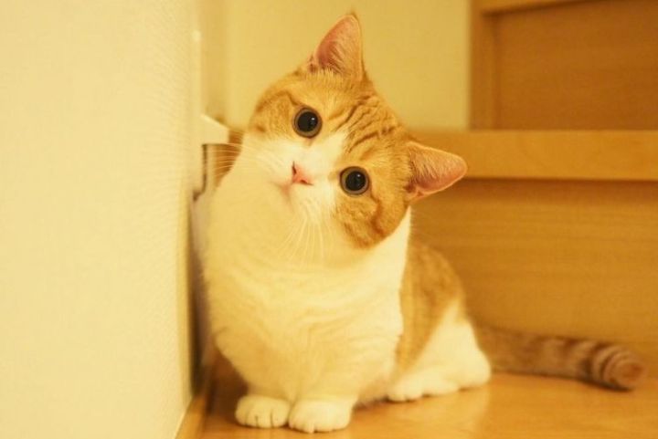 mèo Munchkin