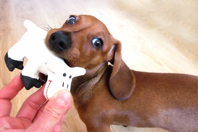 huấn luyện chó xúc xích chạy lại khi chủ gọi