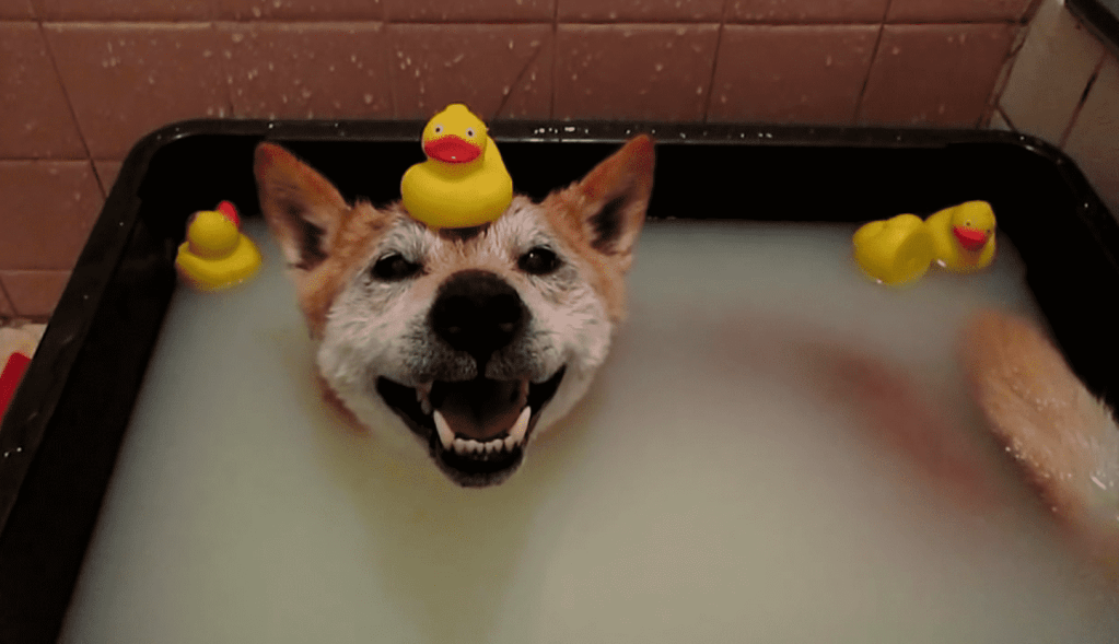 giá shiba thuần chủng