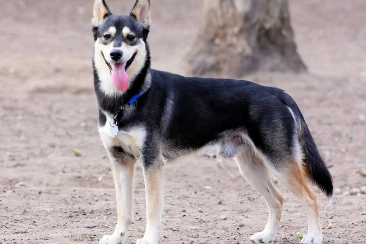 chó Husky lai