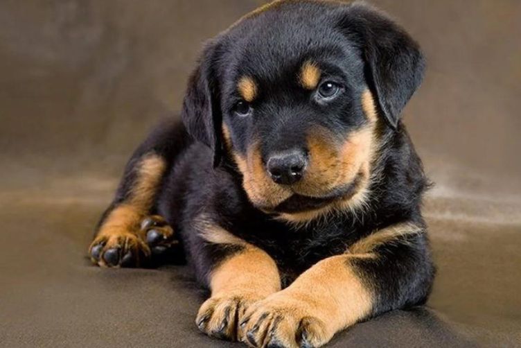 giá bán Rottweiler 