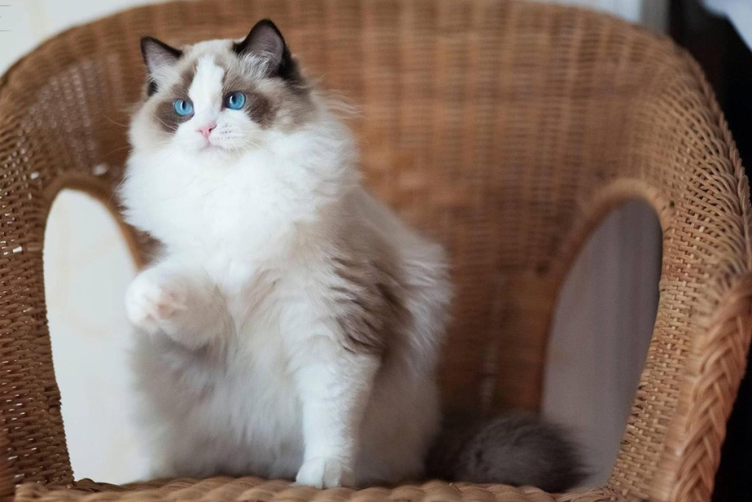 nguồn gốc và giá mèo Ragdoll