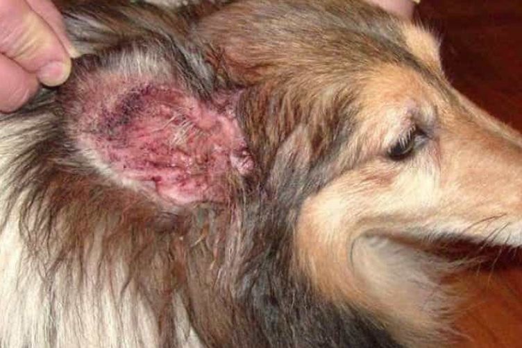 chó có bệnh nấm