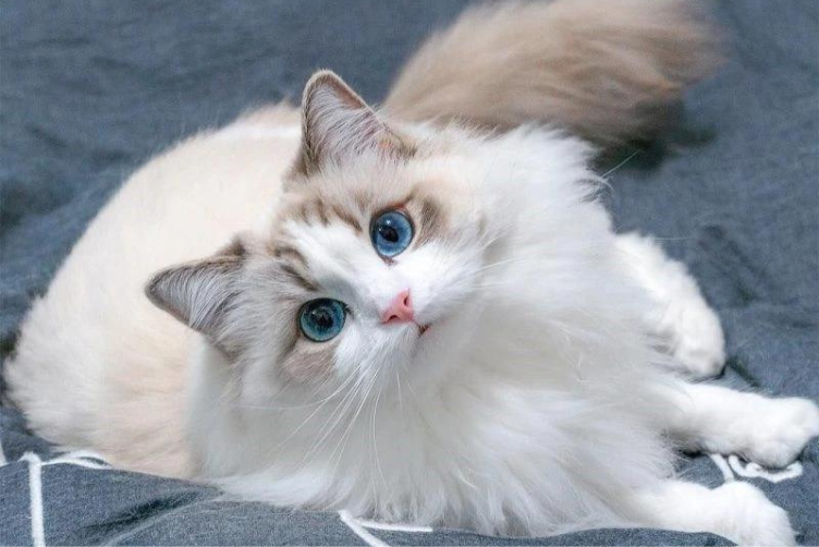 Đặc điểm Ragdoll