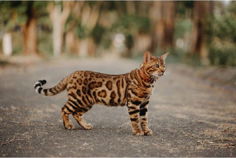 mèo Bengal