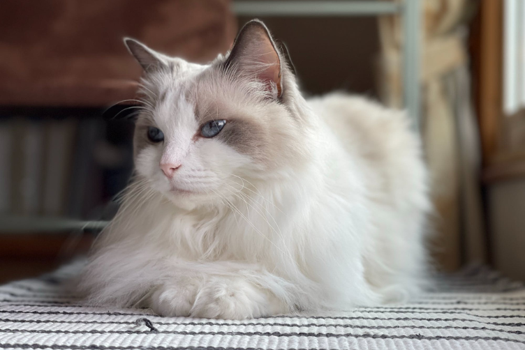 Chăm sóc sức khoẻ mèo búp bê Ragdoll