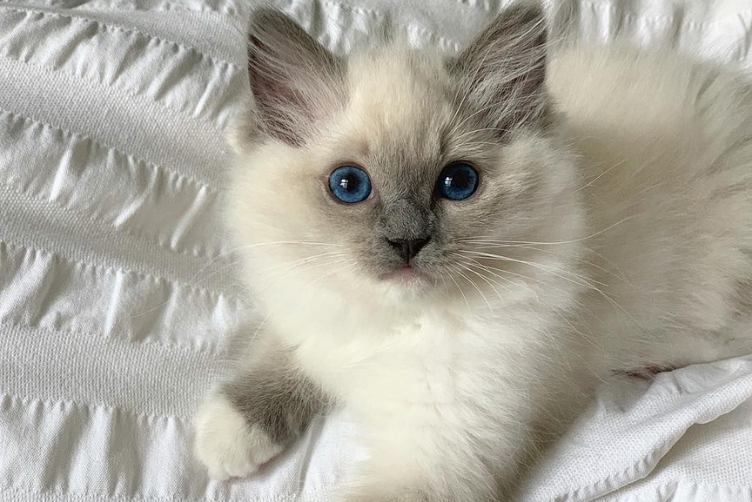 Địa điểm mua Ragdoll