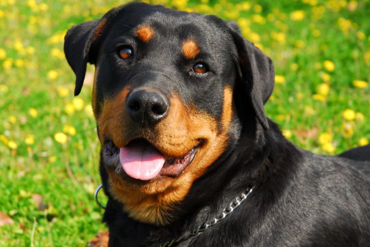 nguồn gốc Rottweiler