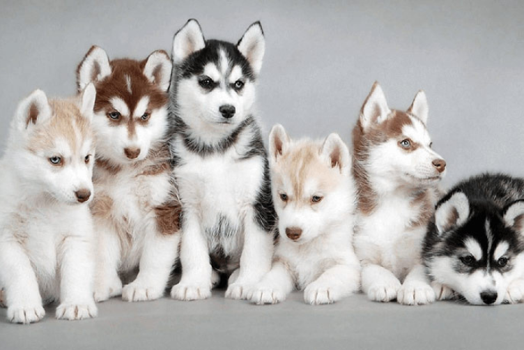 Đặc điểm nổi bật của Husky