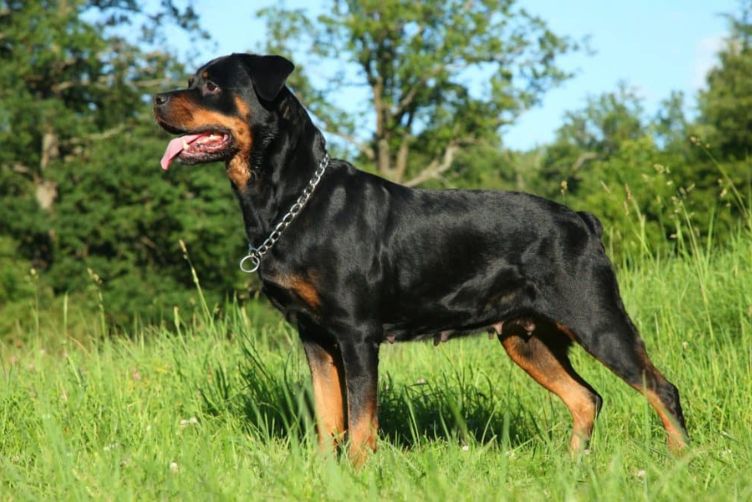 Rottweiler