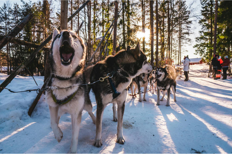 Chó husky kéo xe tuyết