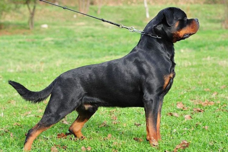 Rotti cỡ đại