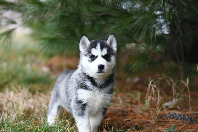 chó Husky thuần chủng