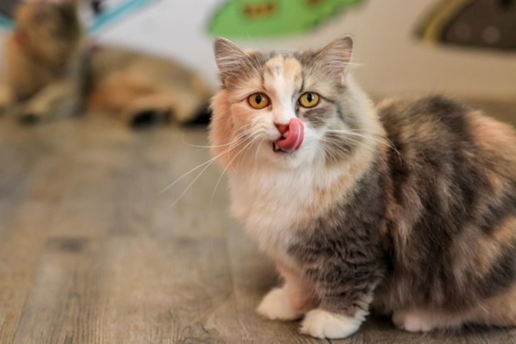 Cách dùng men tiêu hóa cho mèo