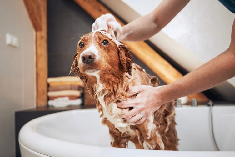 chó có nên tắm không khi bệnh nấm