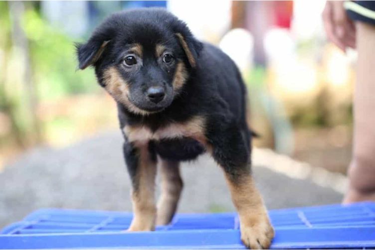 Rottweiler lai becgie