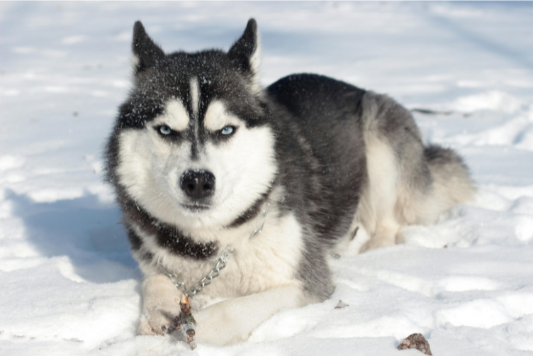 Giá thành Husky