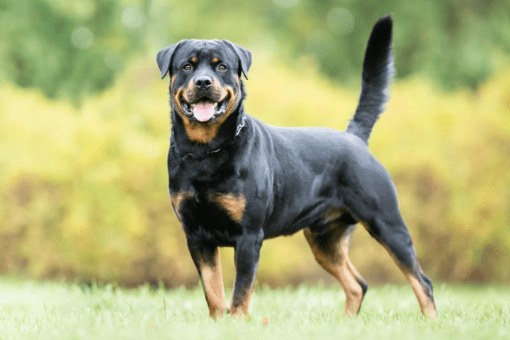 Giống chó Rottweiler